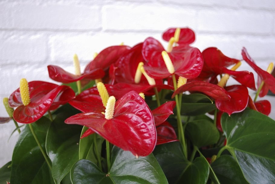 Антуриум Андрианум Колорадо