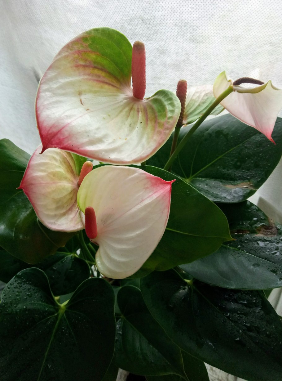 Уайт Харт Антуриум