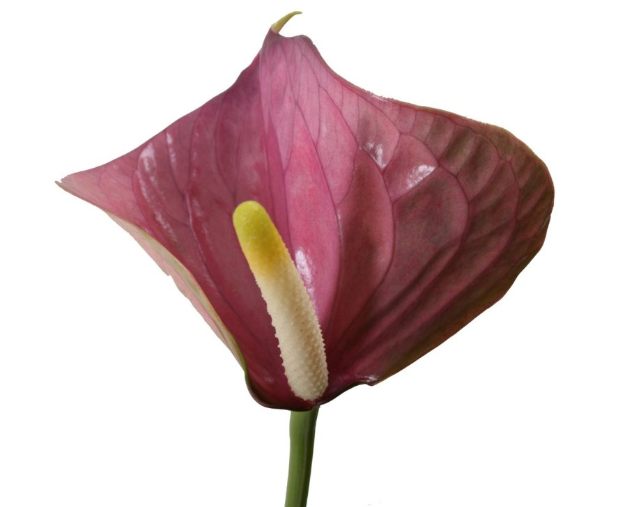 Антуриум Андре