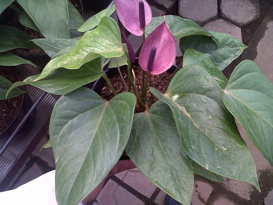 Антуриум Андре фиолетовый