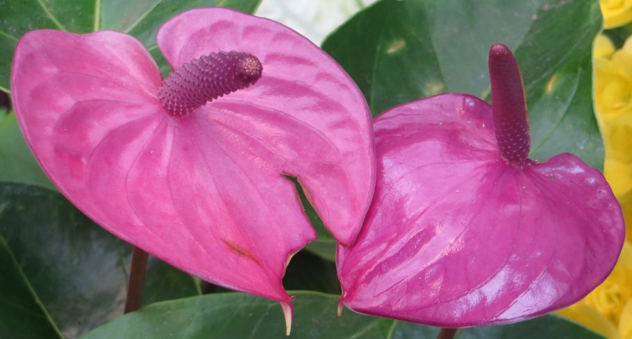 Антуриум Пандола Пинк