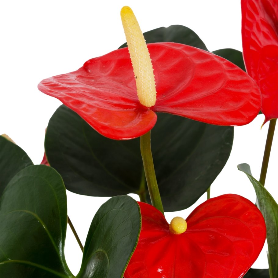 Антуриум Мадурал