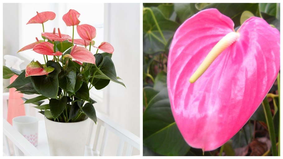 Антуриум Андре Фиорино