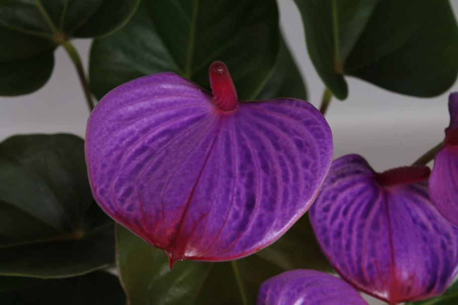 Антуриум Андре фиолетовый