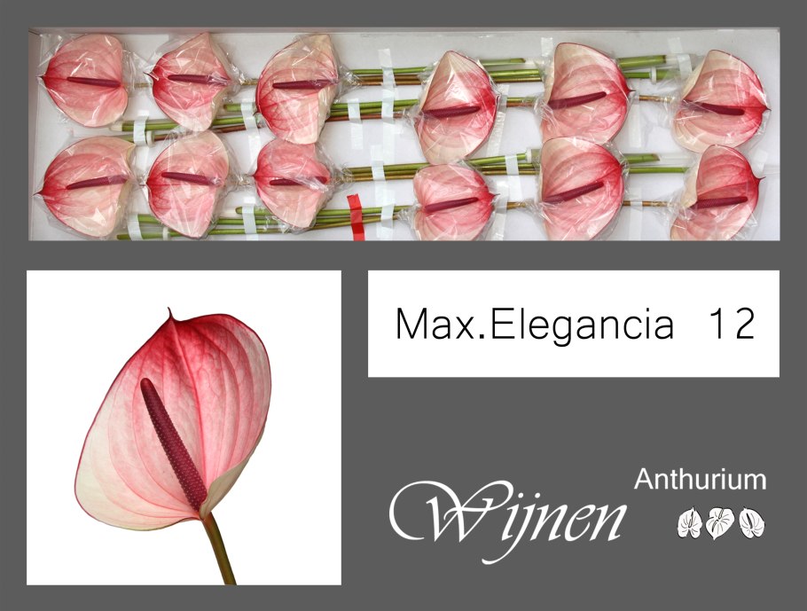 Антуриум спирит розовый