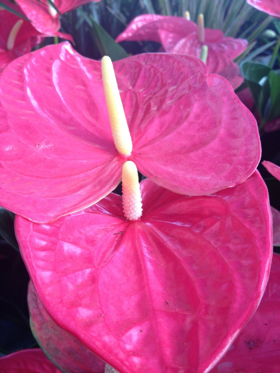 Антуриум Андрианум Джоли розовый