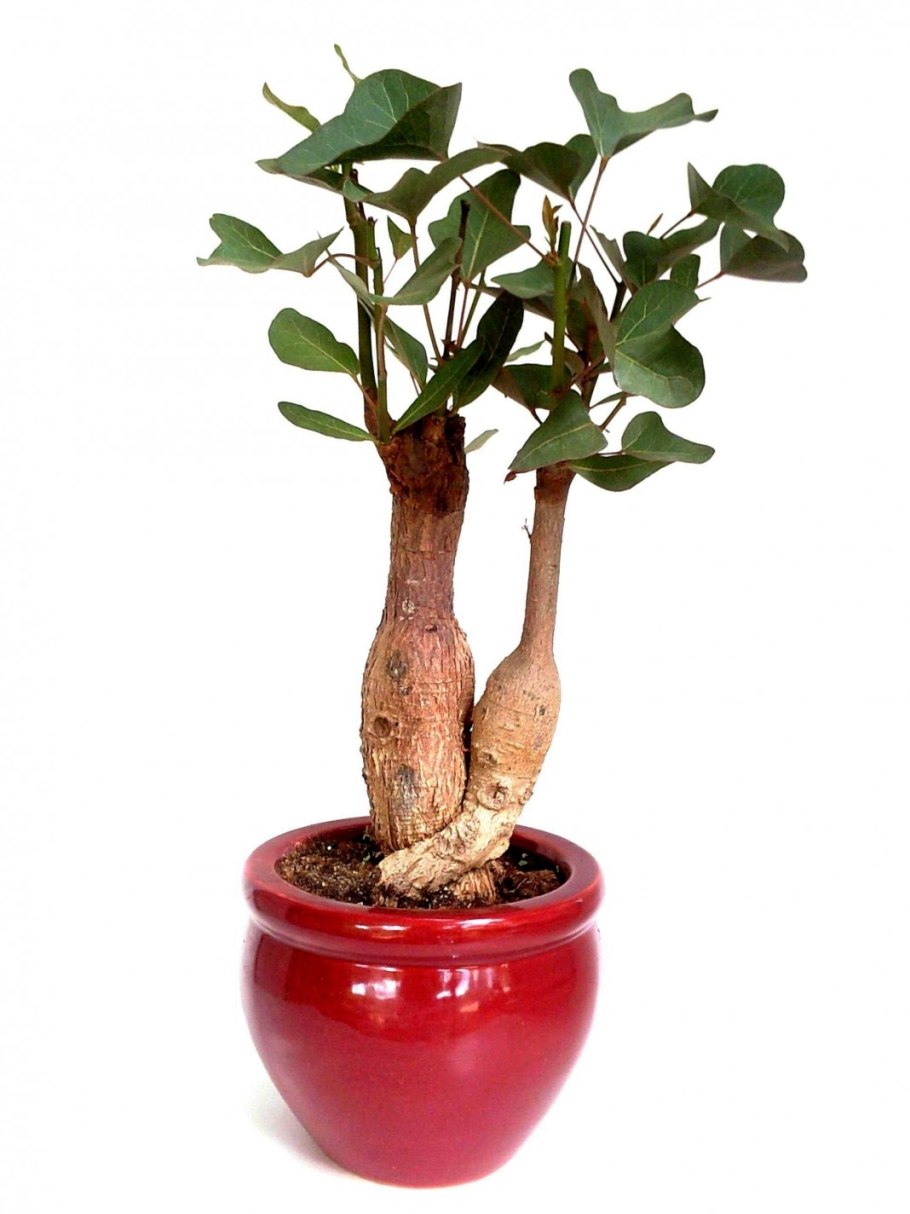 Цветок счастья клеродендрум