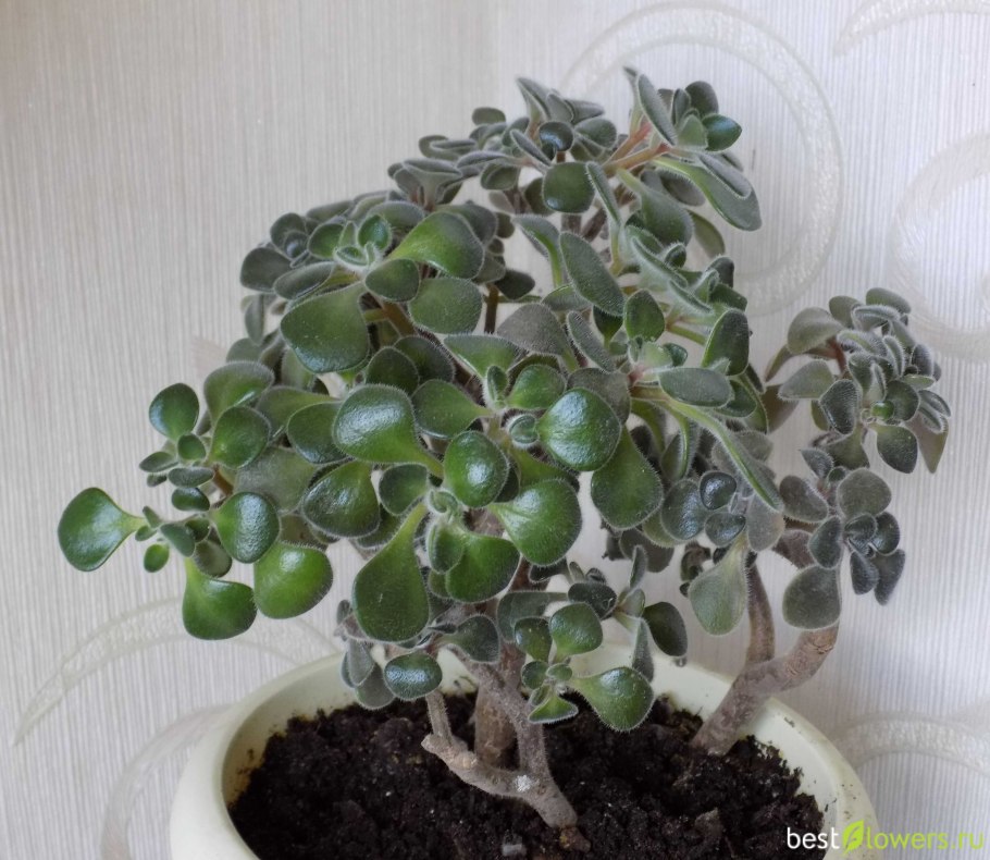 Оксалис. Аихризон