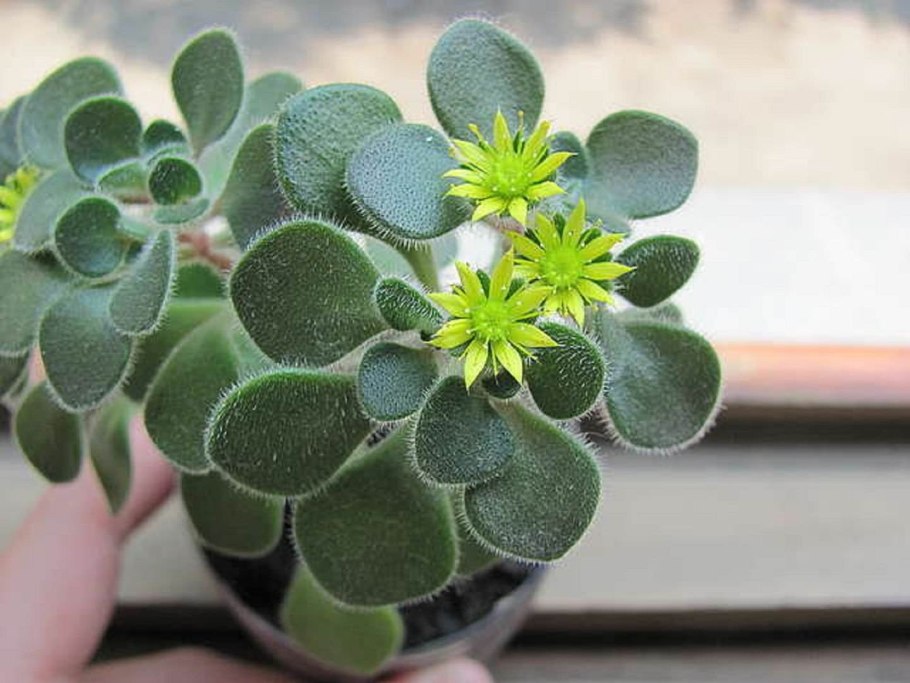 Аихризон суккулент