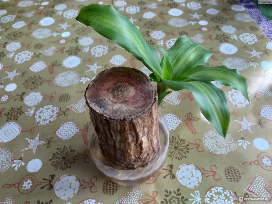 Драцена душистая дерево счастья пенёк