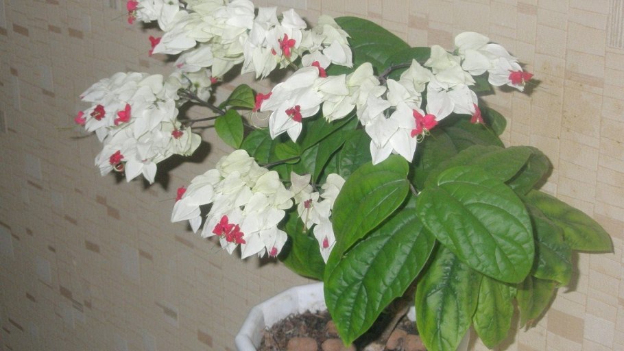 Искусственные деревья топиарии