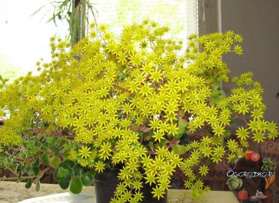 Аихризон цветение