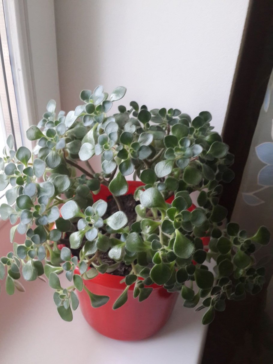 Дерево счастья аихризон