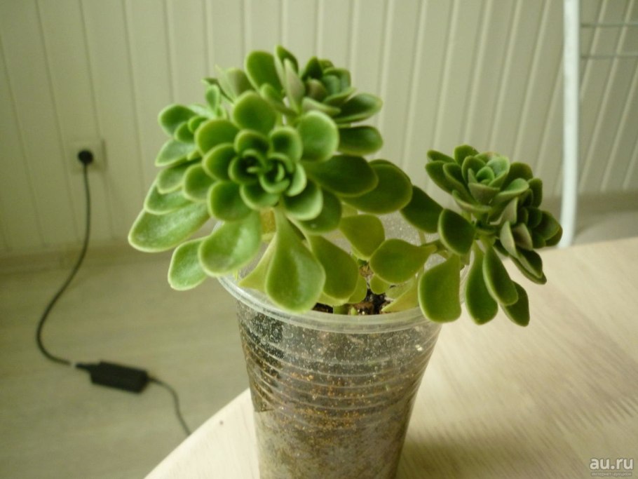 Растение похожее на дерево счастья с красными цветами