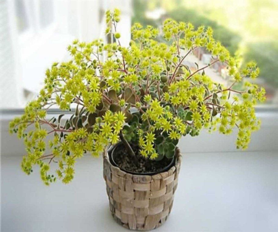 Аихризон дерево любви