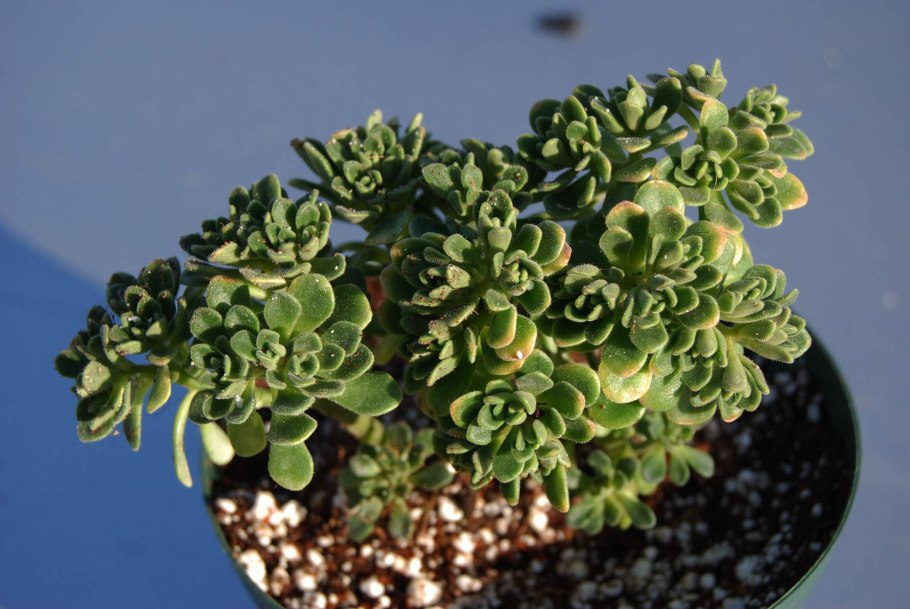 Аихризон извилистый