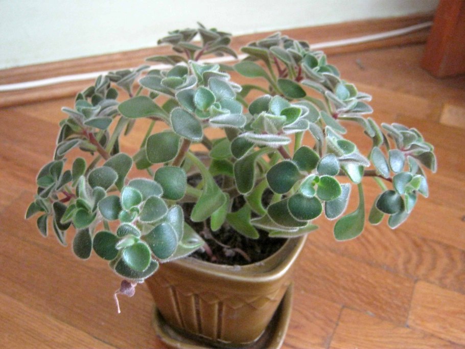 Цветок аихризон дерево счастья