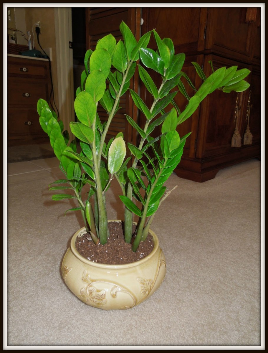 Замиокулькас женское счастье