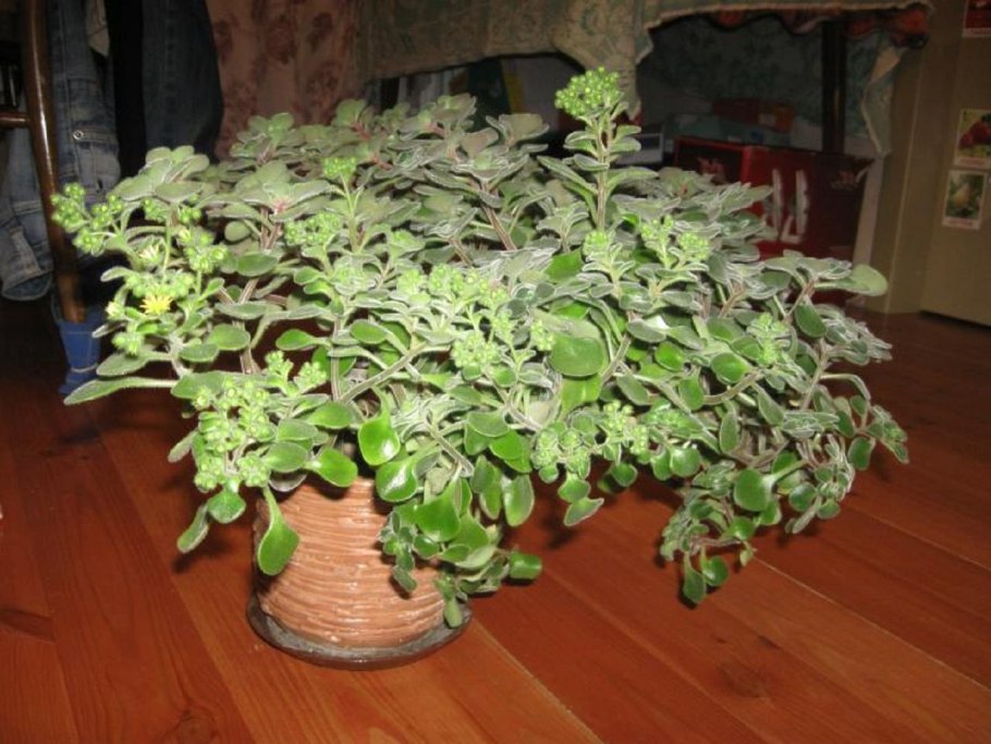 Aichryson divaricatum