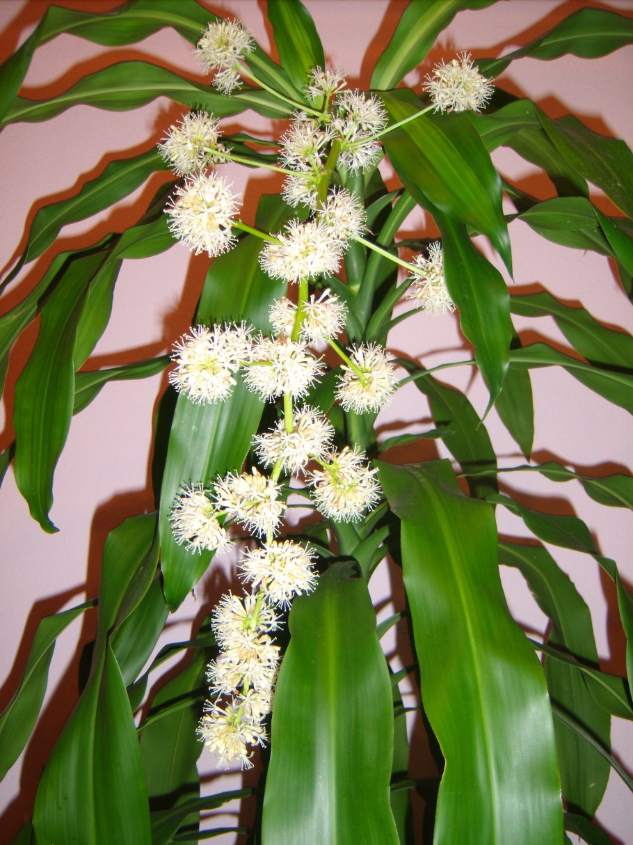 Драцена душистая (Dracaena fragrans)