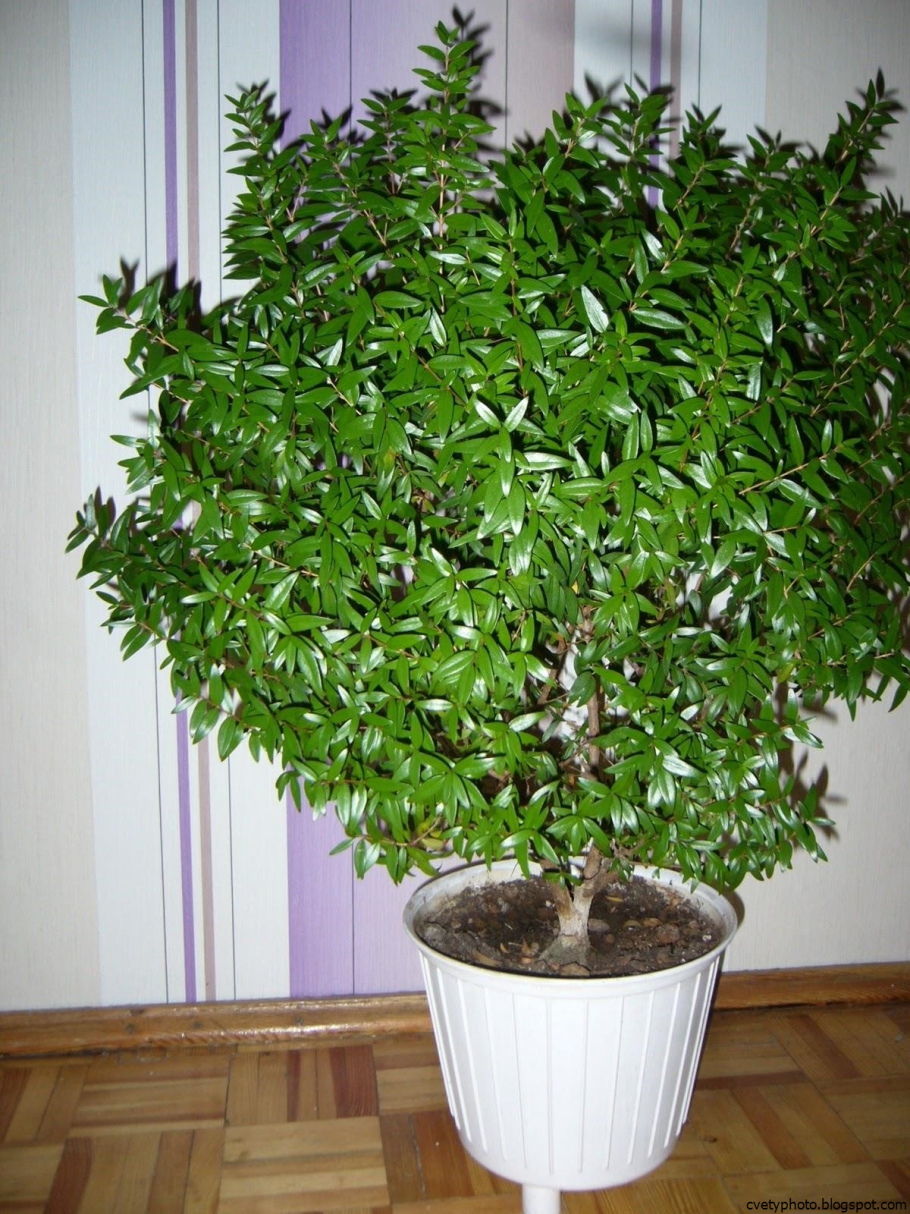 Аихризон извилистый