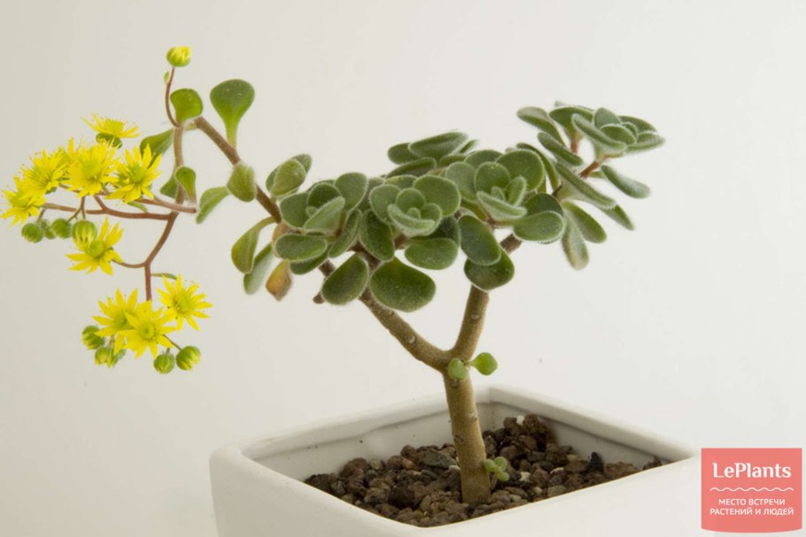 Аихризон дерево