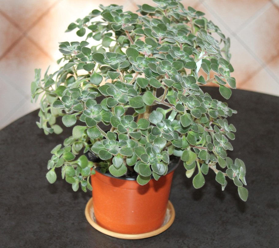 Аихризон дерево