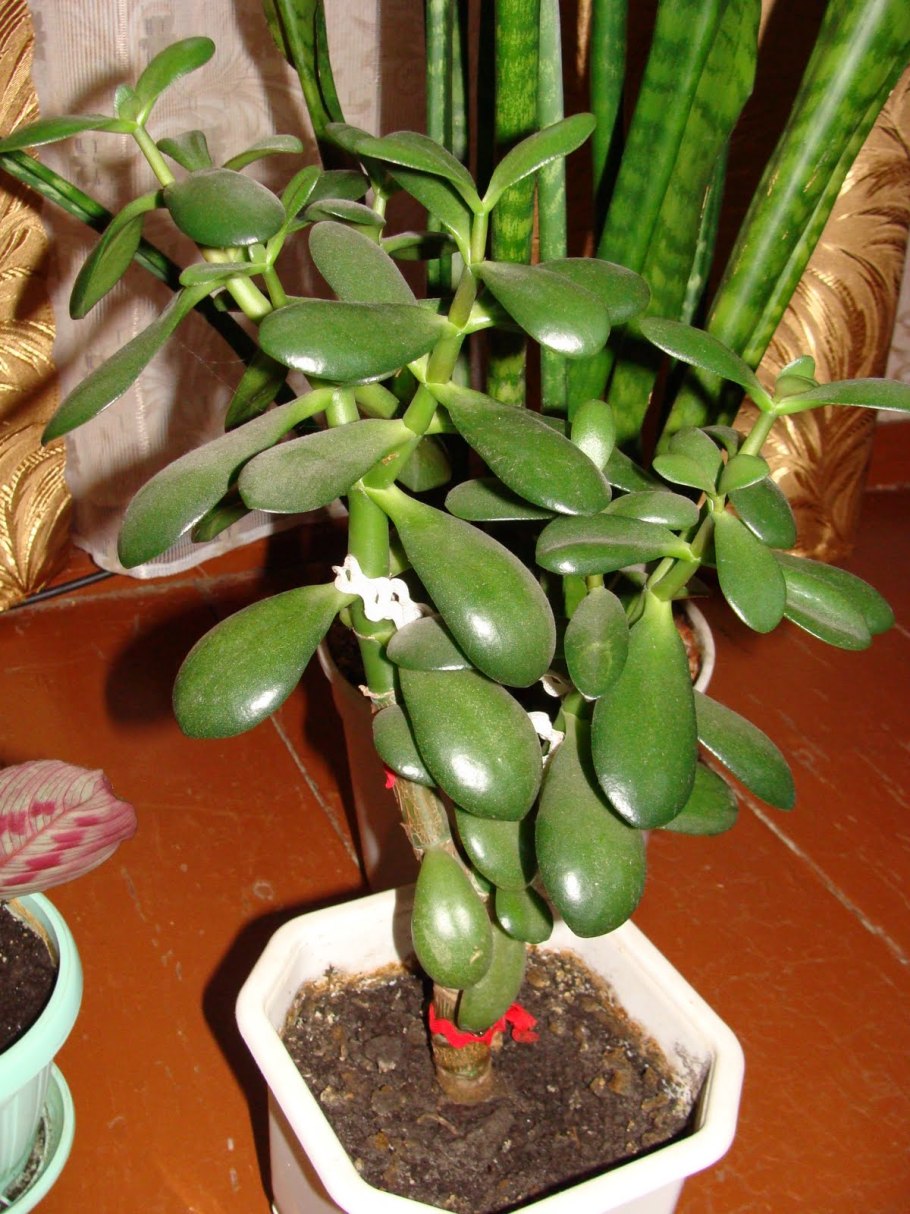 Дерево счастья растение толстянка