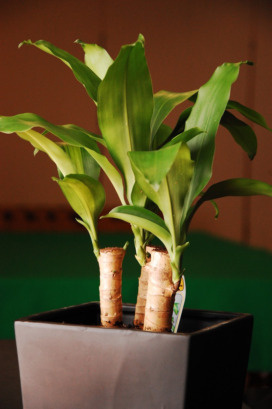 Аихризон бонсай