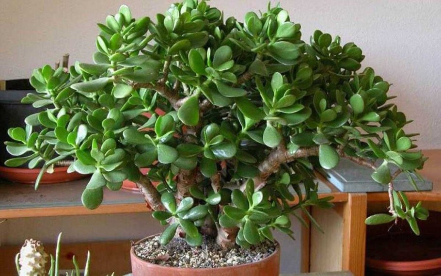 Проект на тему дерево топиарий