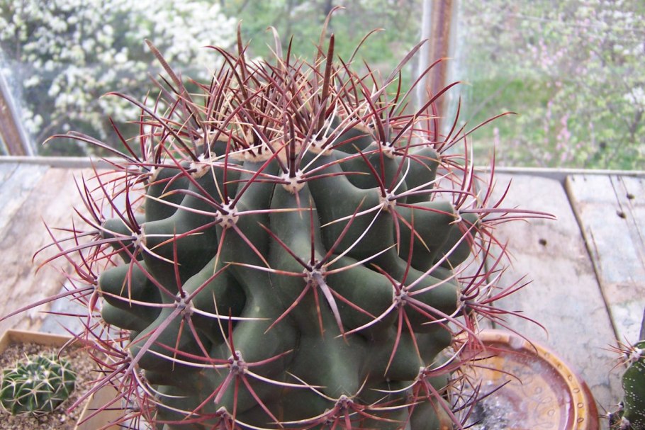 Ферокактус волосистый