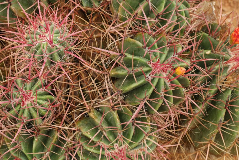 Ferocactus pilosus
