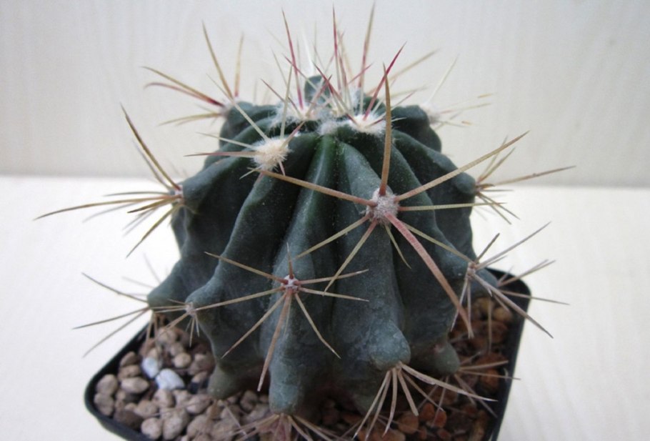 Ферокактус колючий