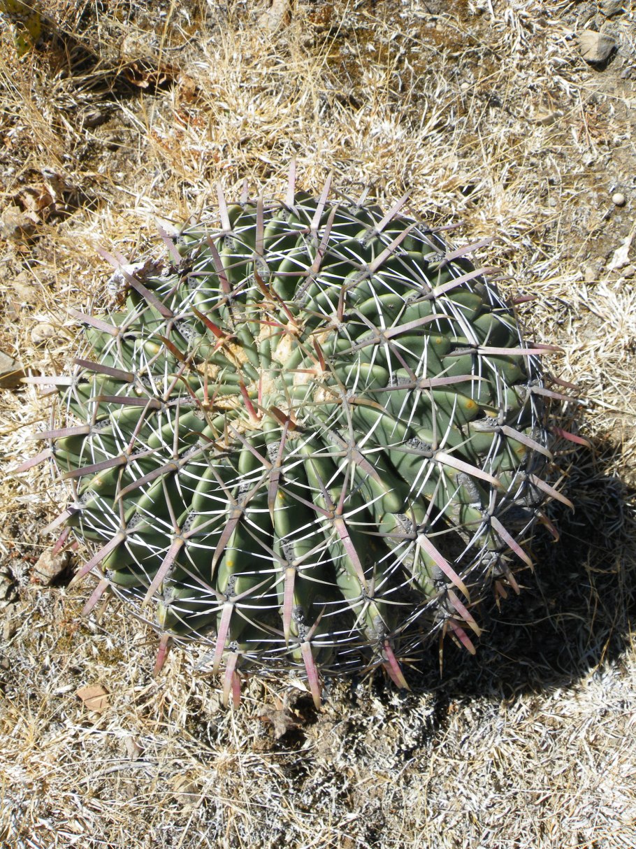 Ферокактус Хистрикс цветение