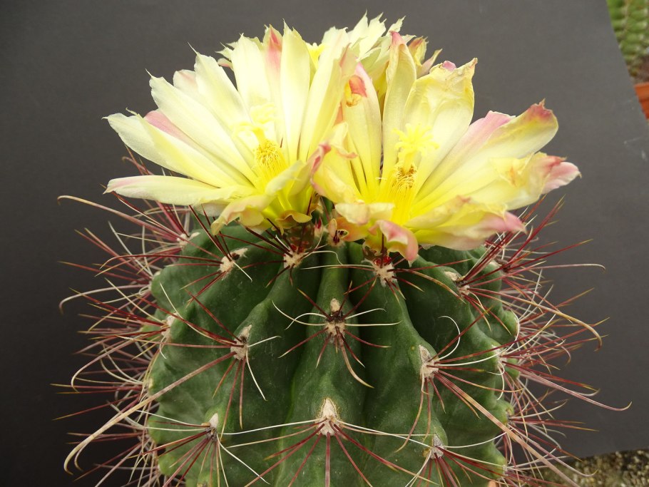 Ферокактус Хаматокактус Ferocactus hamatacanthus