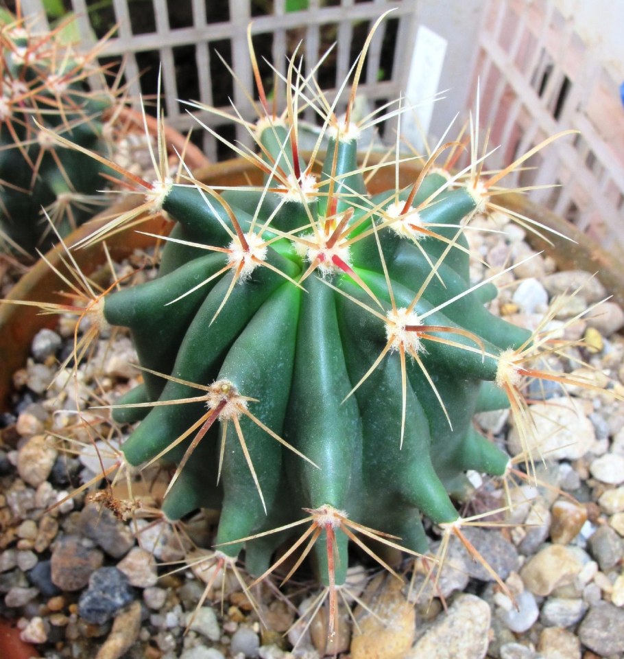 Ферокактус (Ferocactus emoryi).