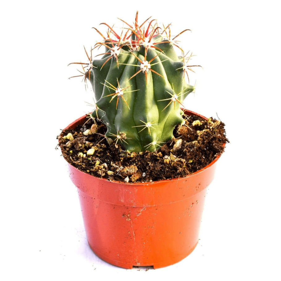 Ферокактус широкоиглый