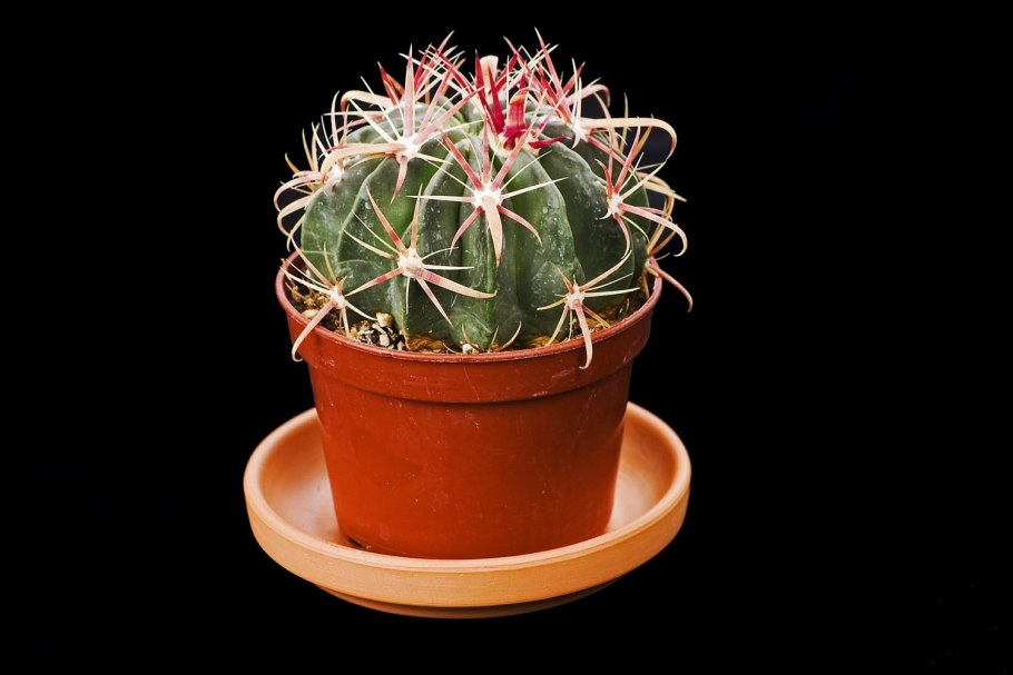 Ферокактус (Ferocactus)