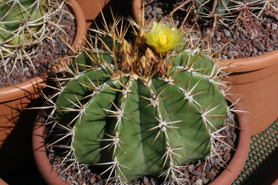 Ferocactus fordii sb1479