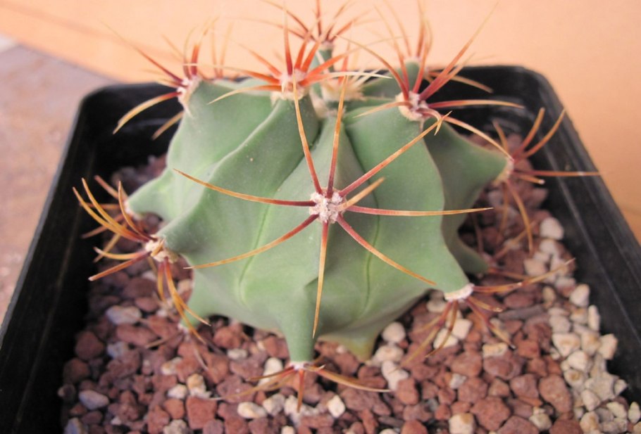 Ферокактус цветение