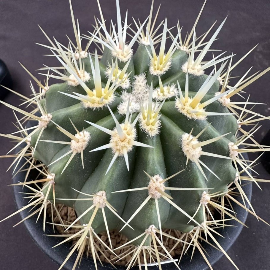 Ферокактус цветение