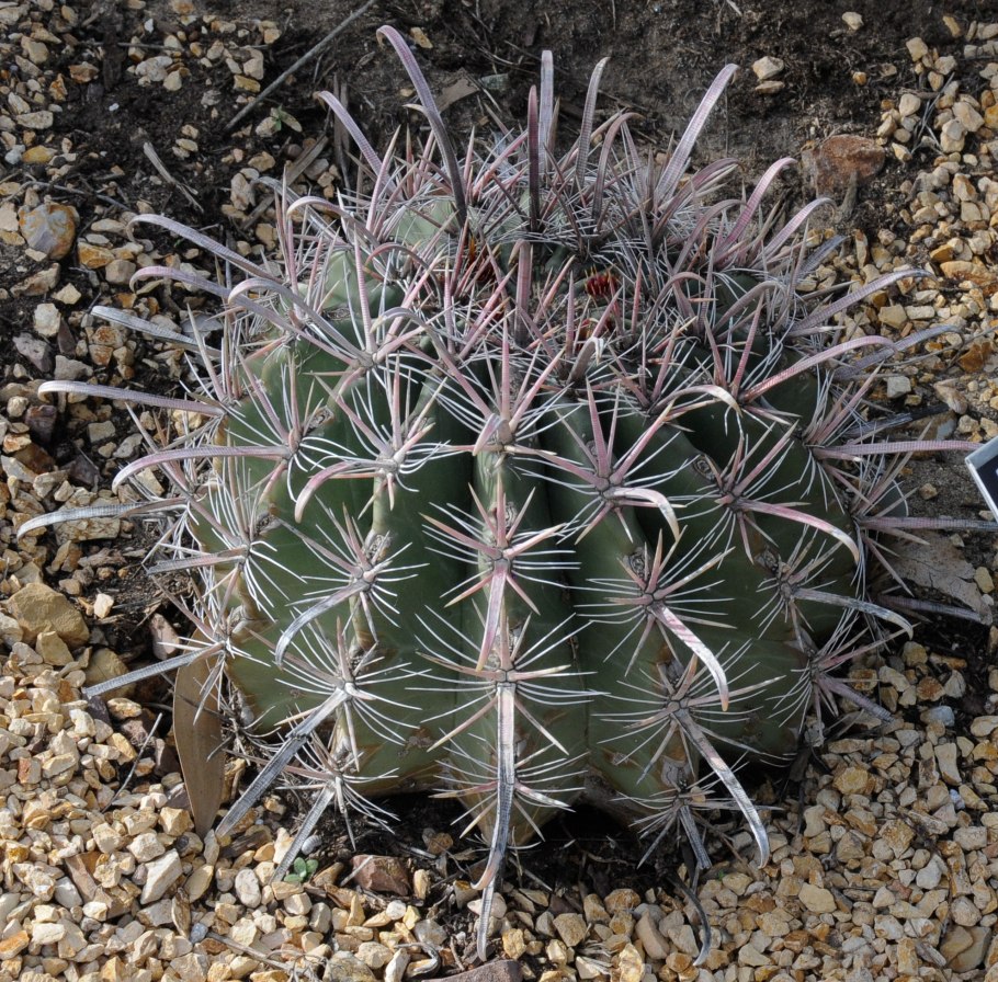 Ferocactus pilosus