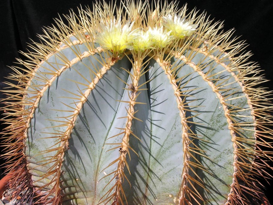 Ferocactus глауцесценс