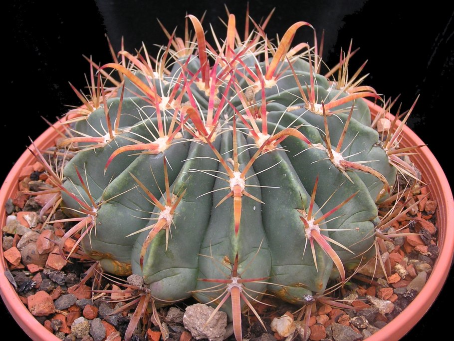 Ферокактус (Ferocactus)
