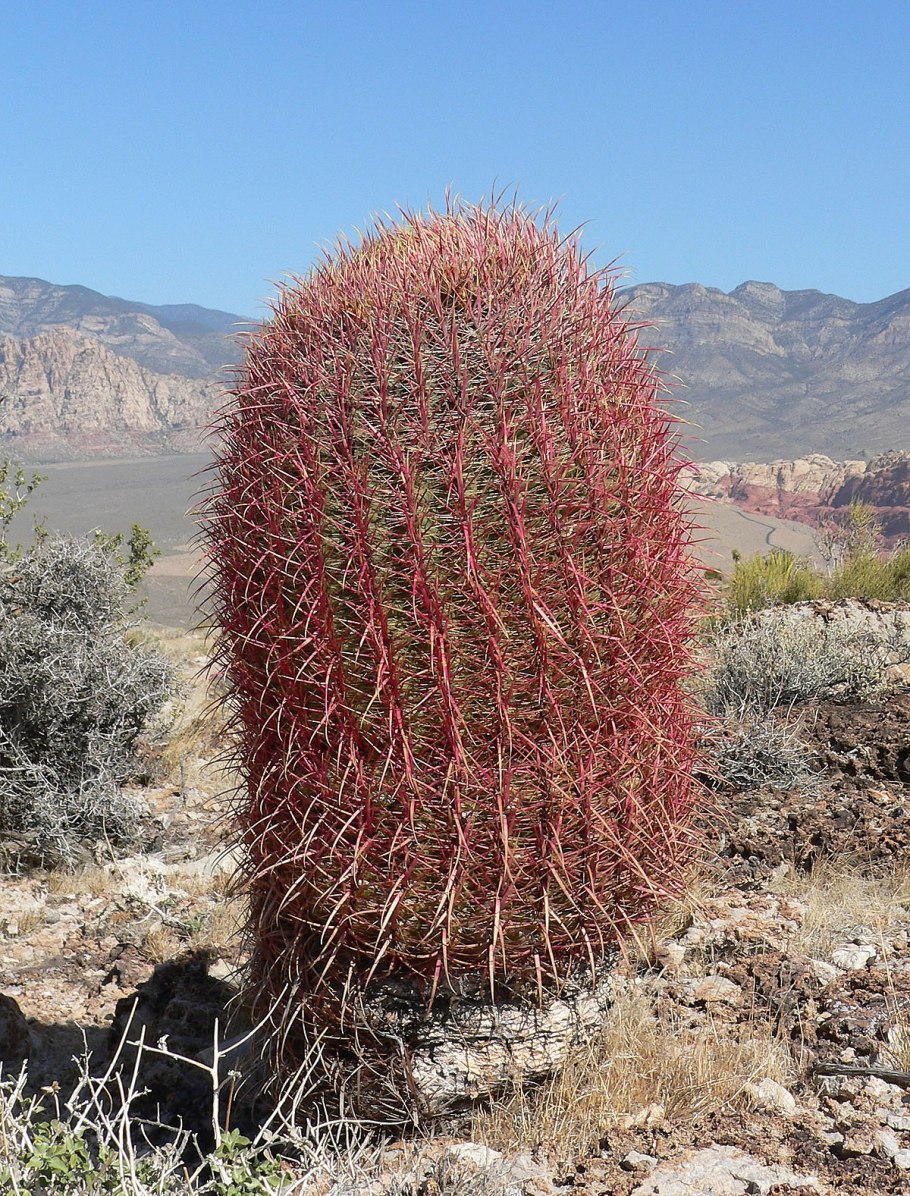 Ferocactus pilosus