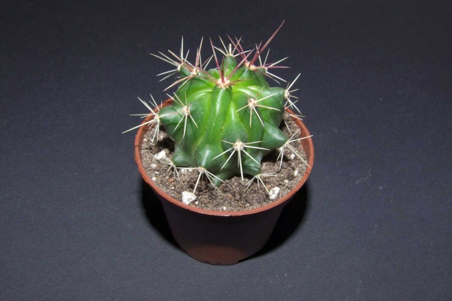 Ферокактус глауцес 40/35