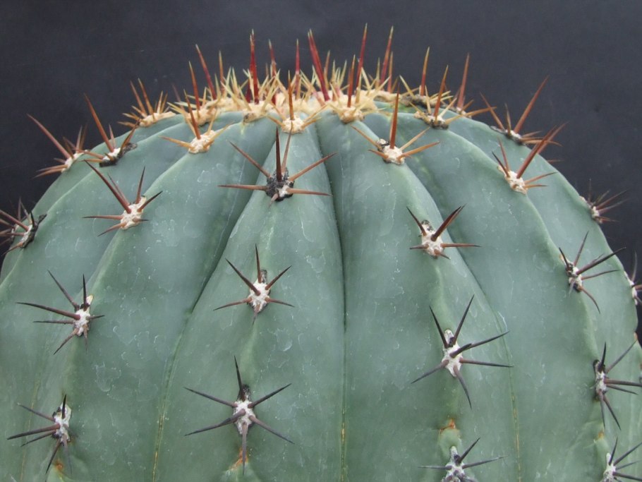 Ферокактус Форда (Ferocactus fordii)