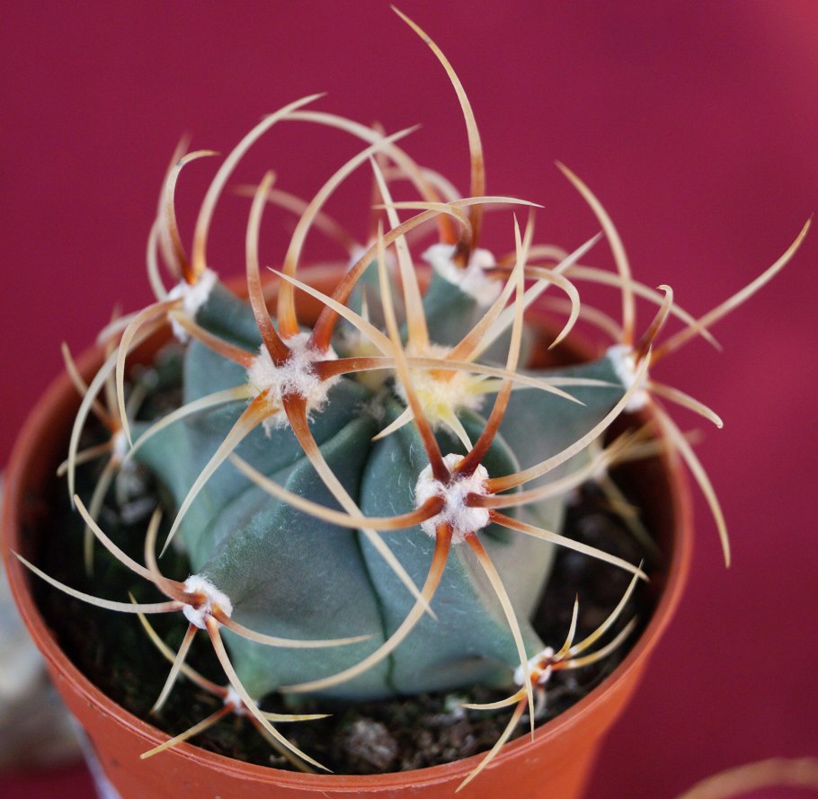 Ferocactus peninsulae