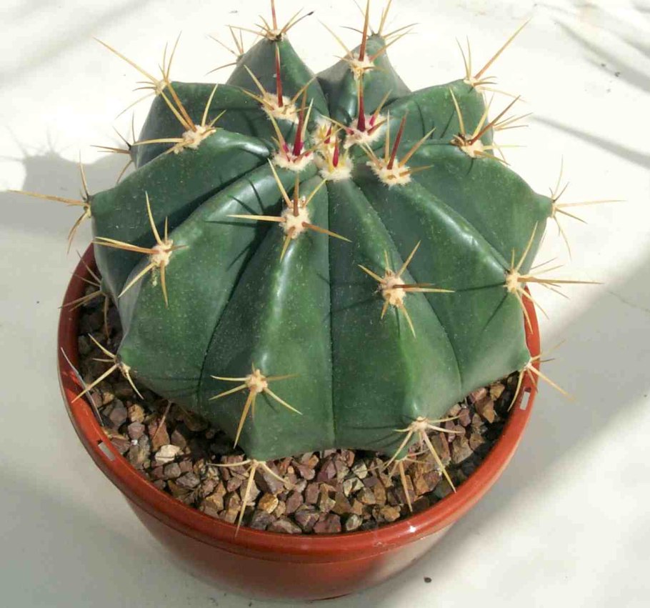 Ферокактус Штайнса