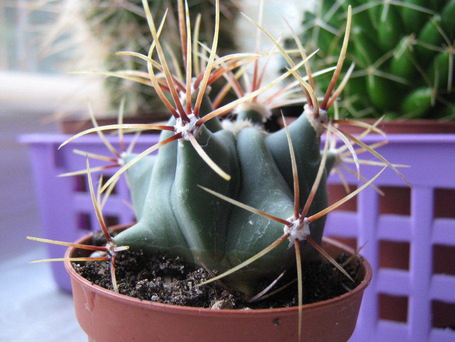 Ферокактус hystrix